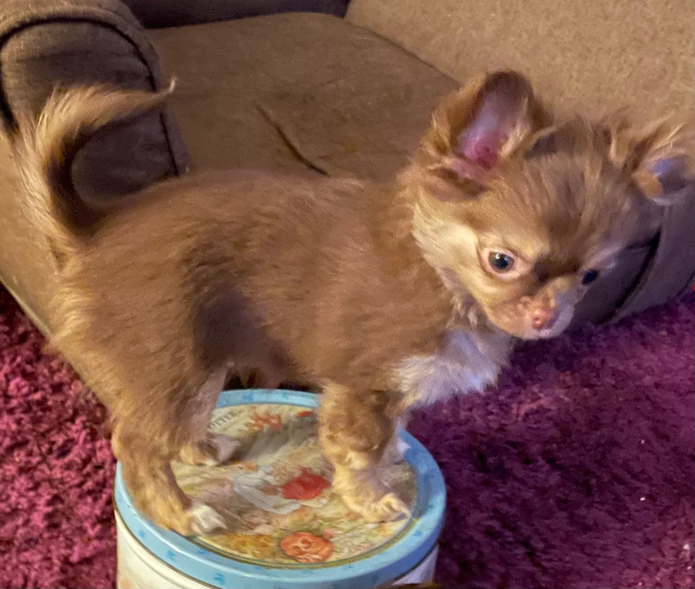 Chihuahua