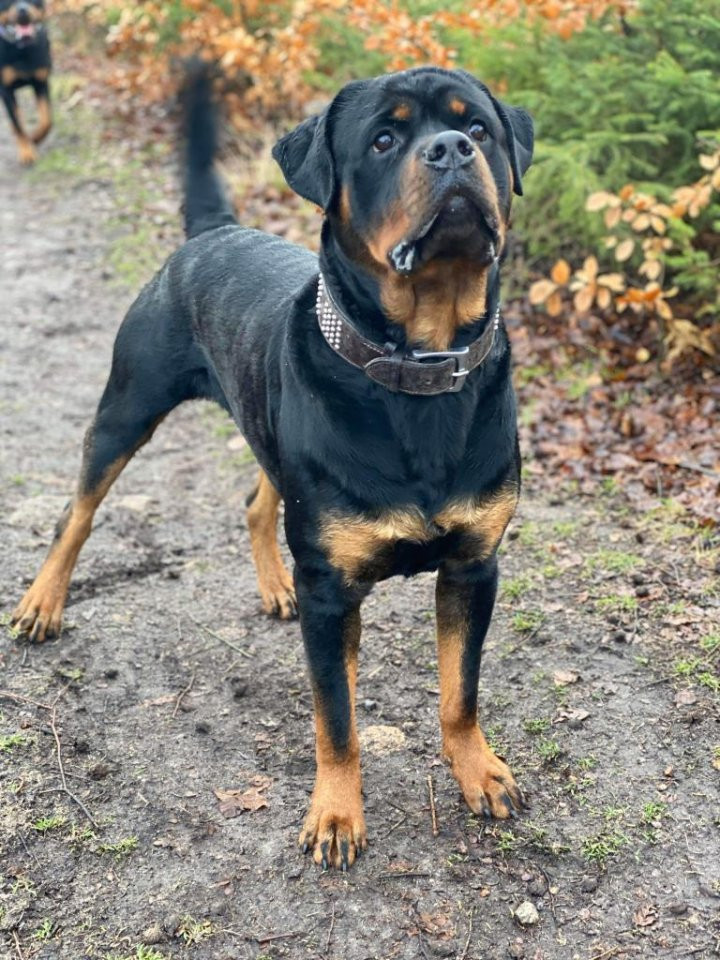 Rottweiler