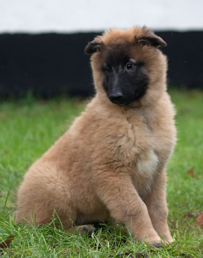 Belgian Shepherd Tervuren