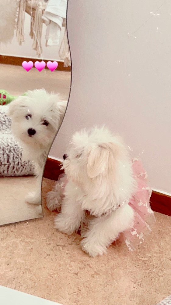 Maltese