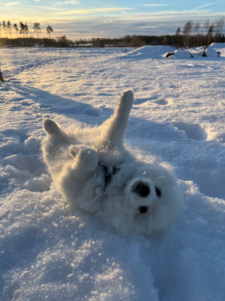 Snöslottets