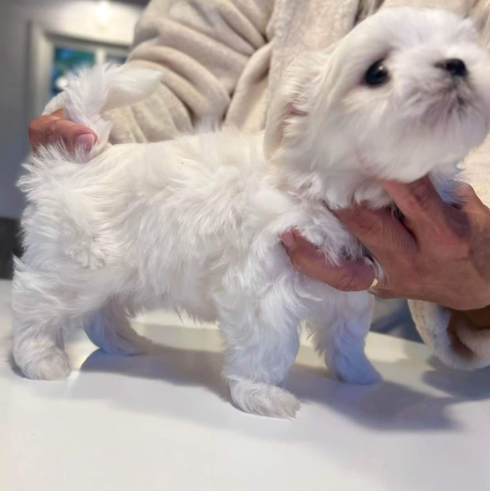 Sweet Truffles Nose