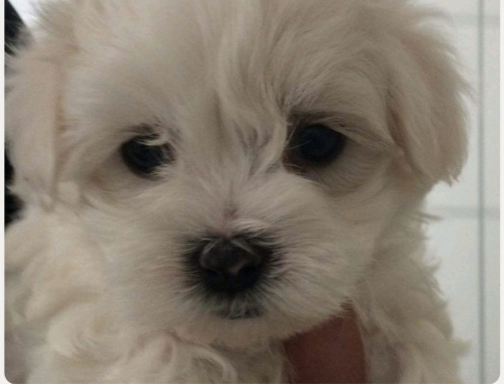 Maltese