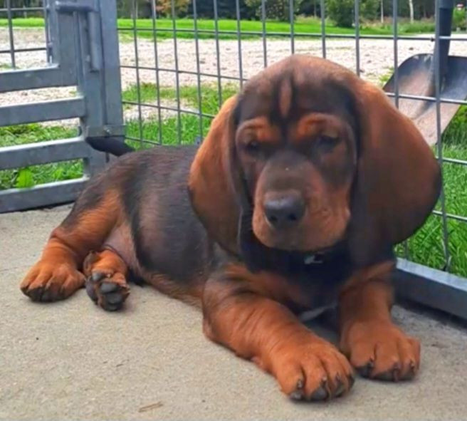 Alpenländische dachsbracke