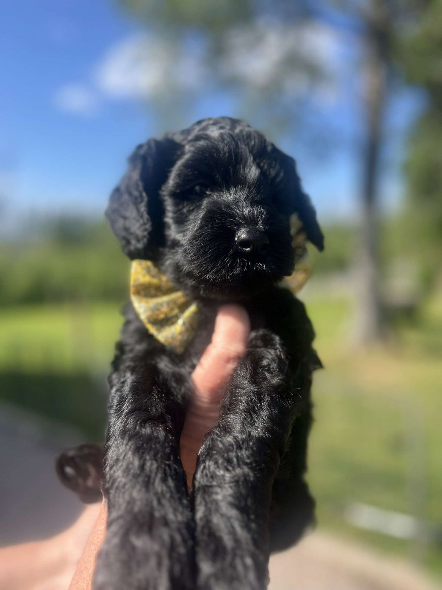 Lyckornaslabradoodle