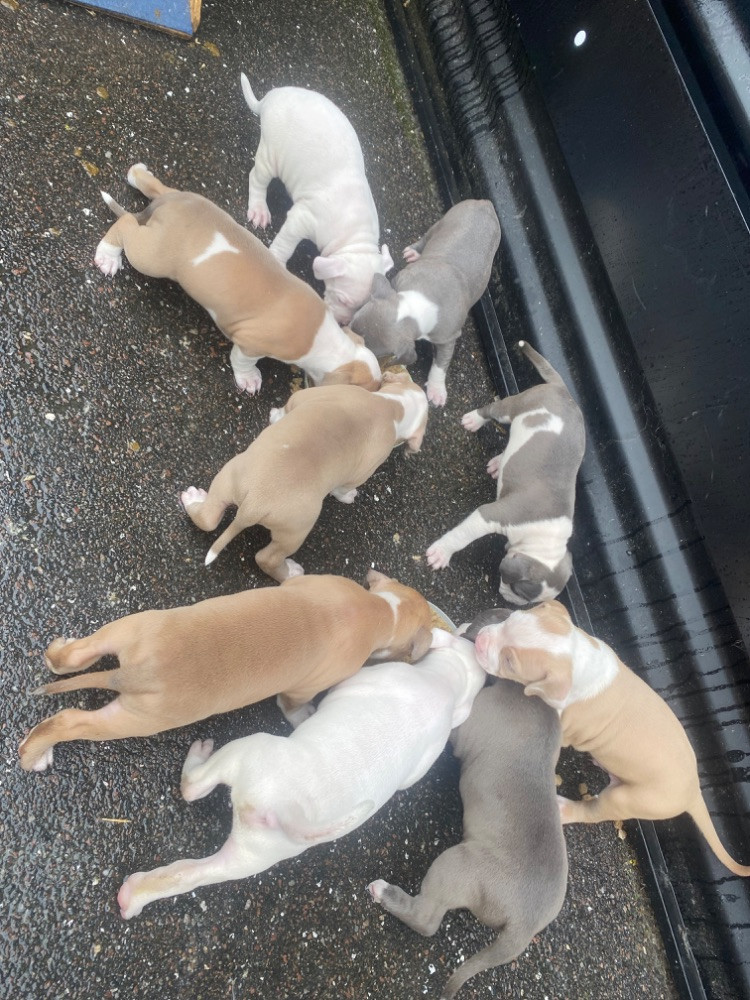 American bully Xl & Pitbull