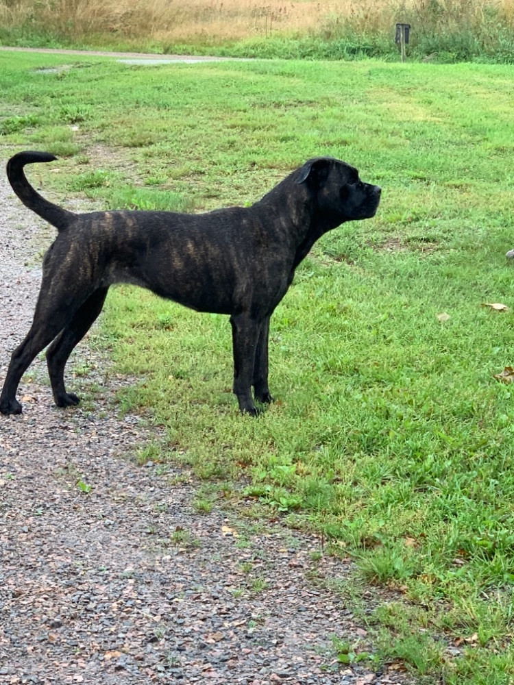 Rottweiler-mastiff