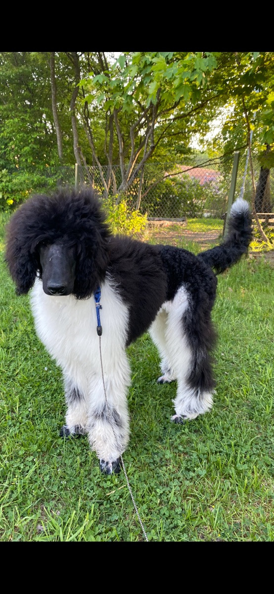 Standard Poodle