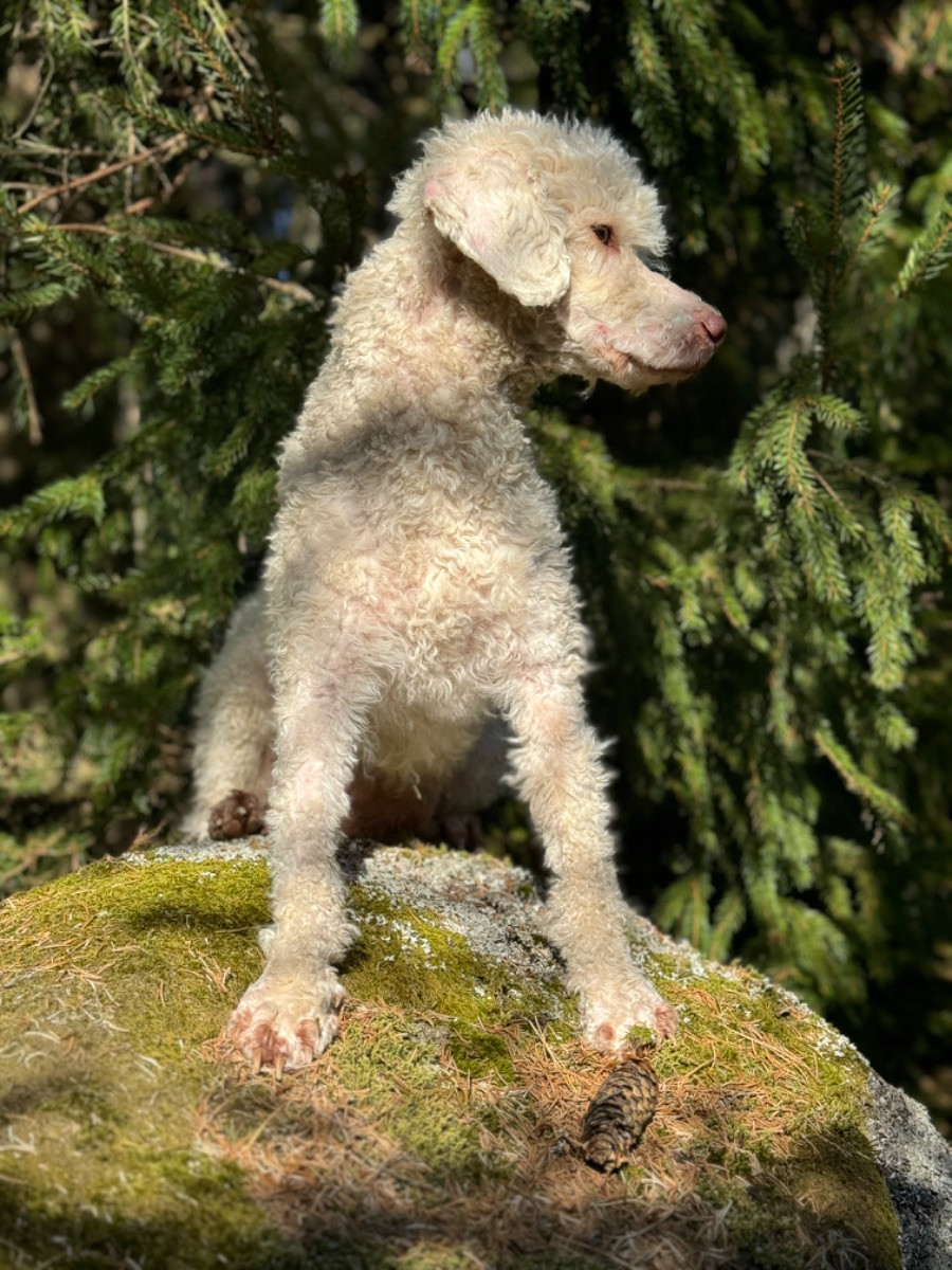 Isadoras Pudel och Cockerpoo