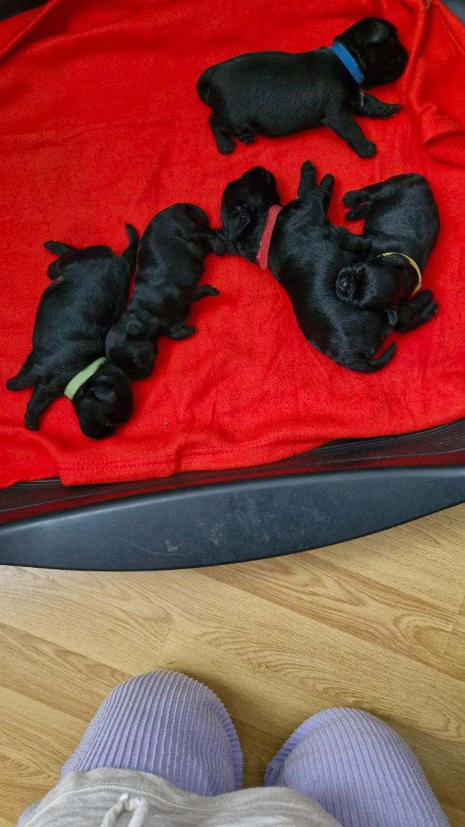 Affenpinscher