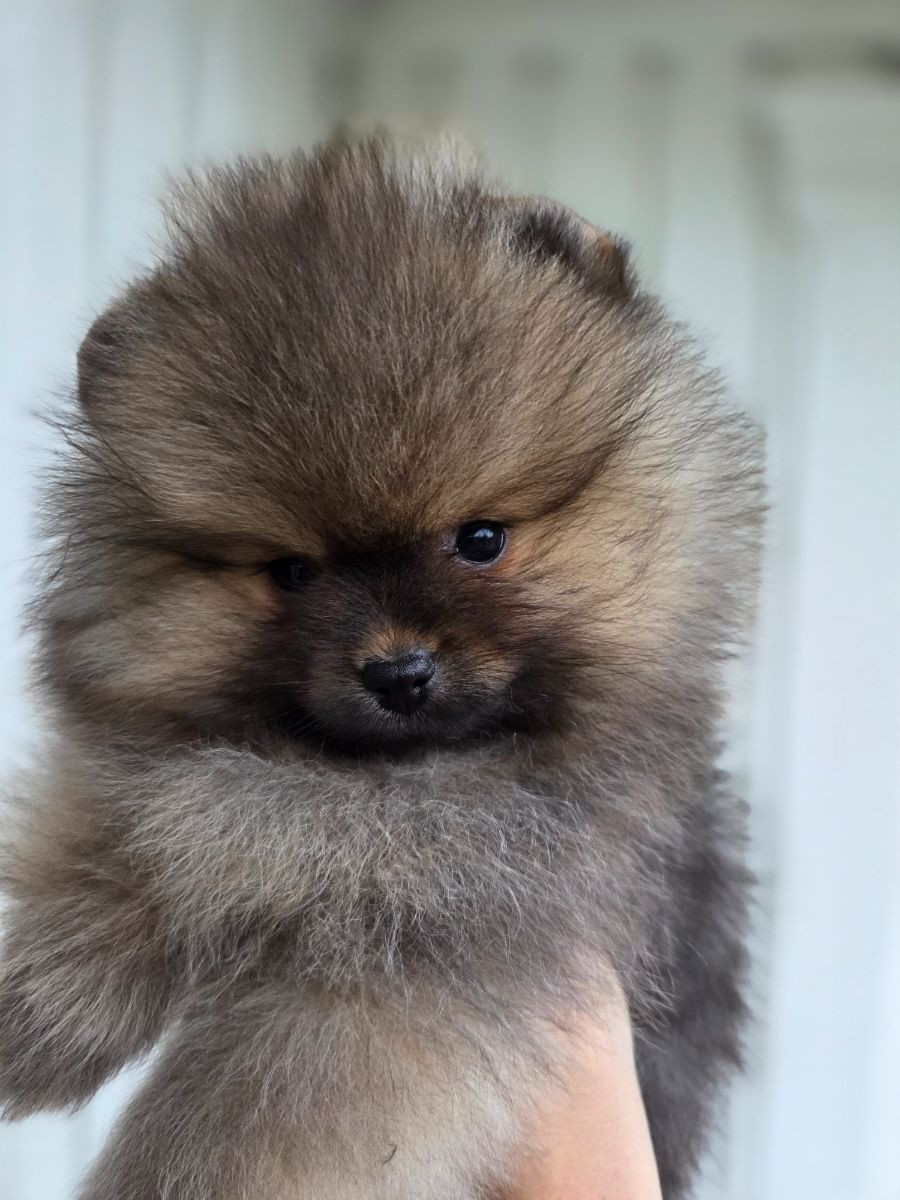 Pomeranian · 2025-10-07 · Södertälje · Emma E.