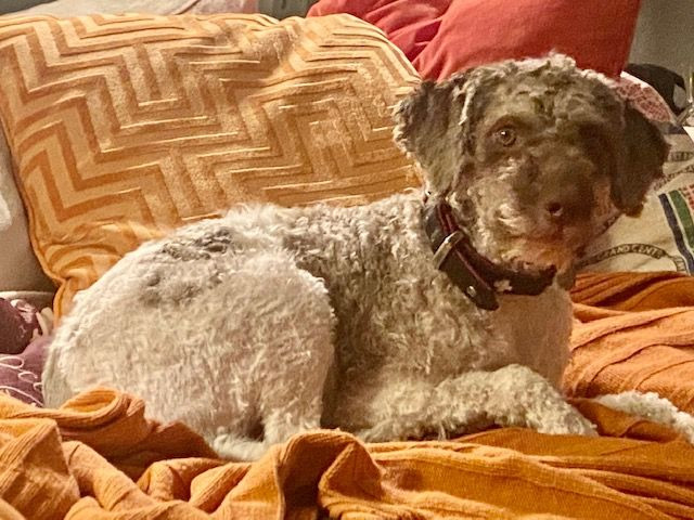 Redéns Lagotto