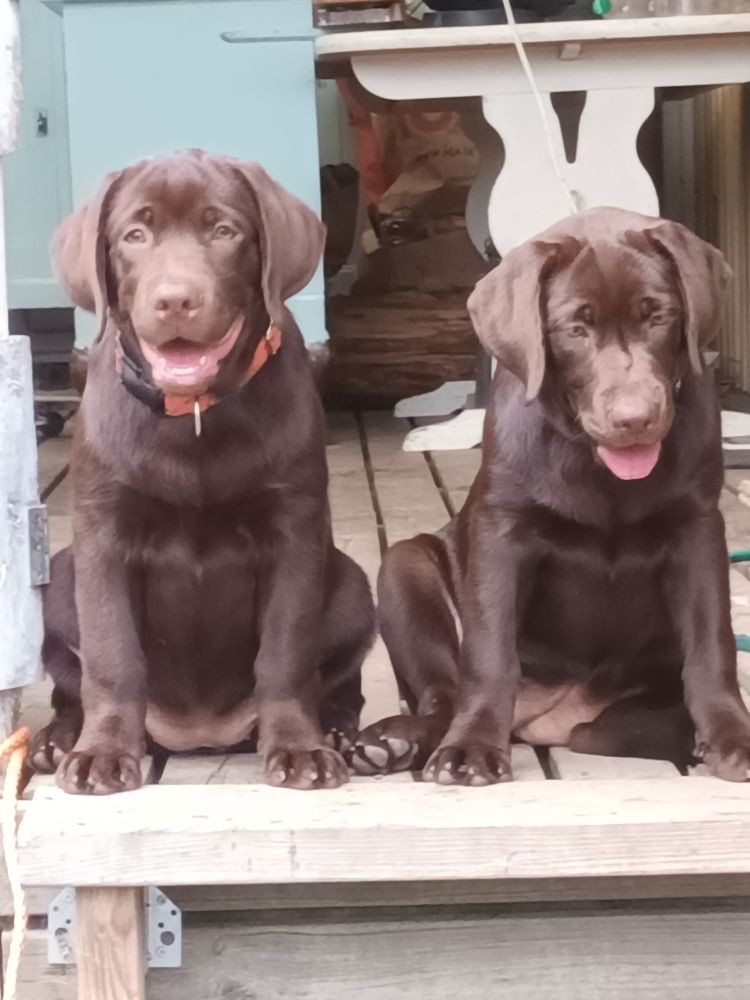 Labrador retriever