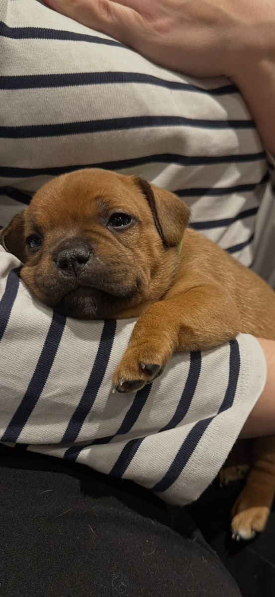 Staffordshire Bull Terrier