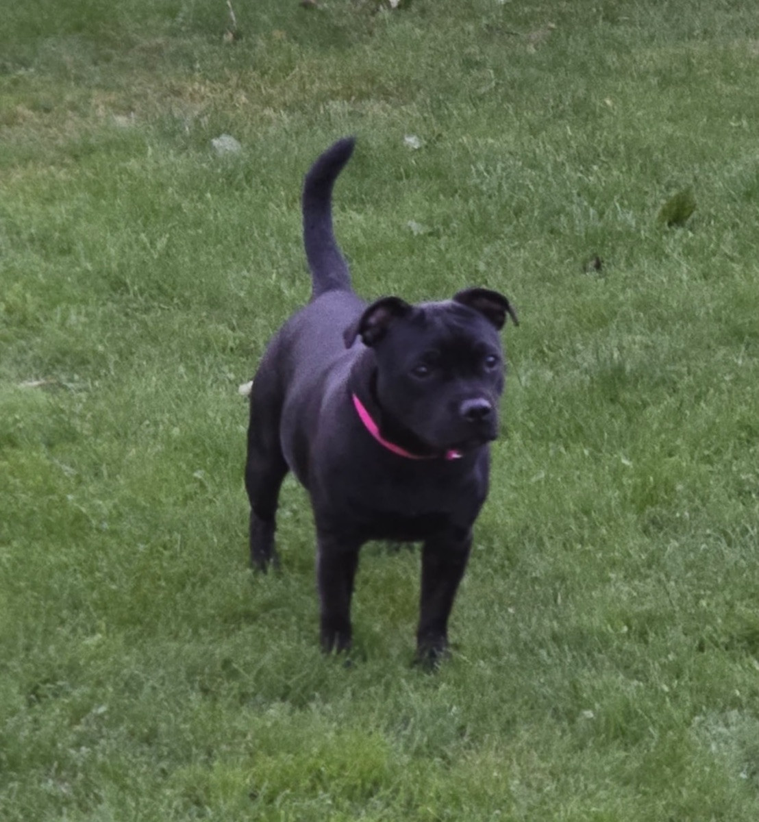 Staffordshire Bull Terrier