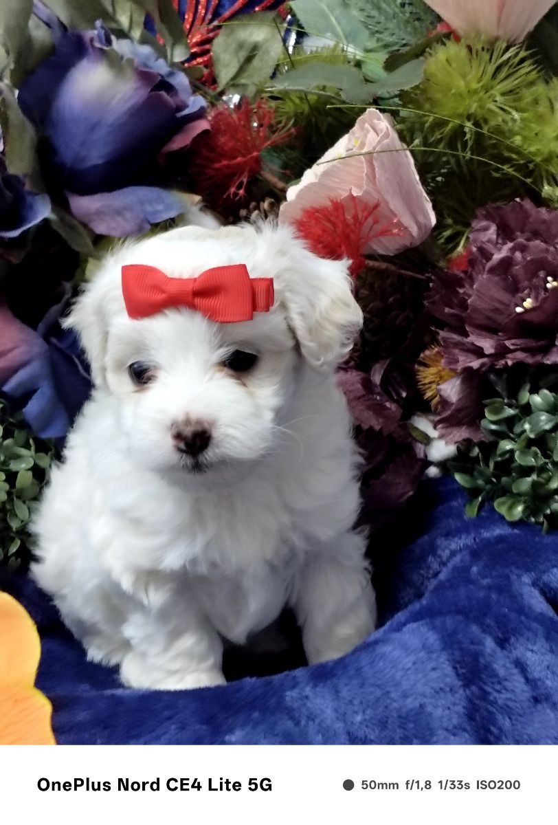 Maltipoo · 2025-11-15 · Göteborg · Ramin H.