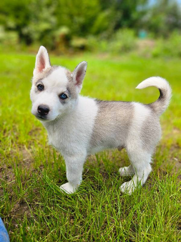 Siberian Husky
