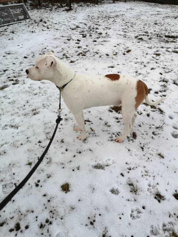 Amstaff/OEB