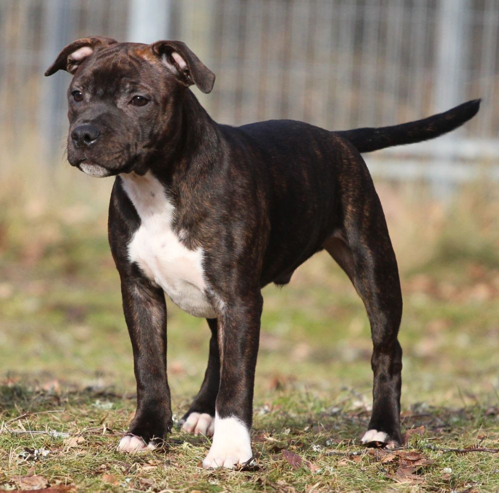 Tattmans kennel