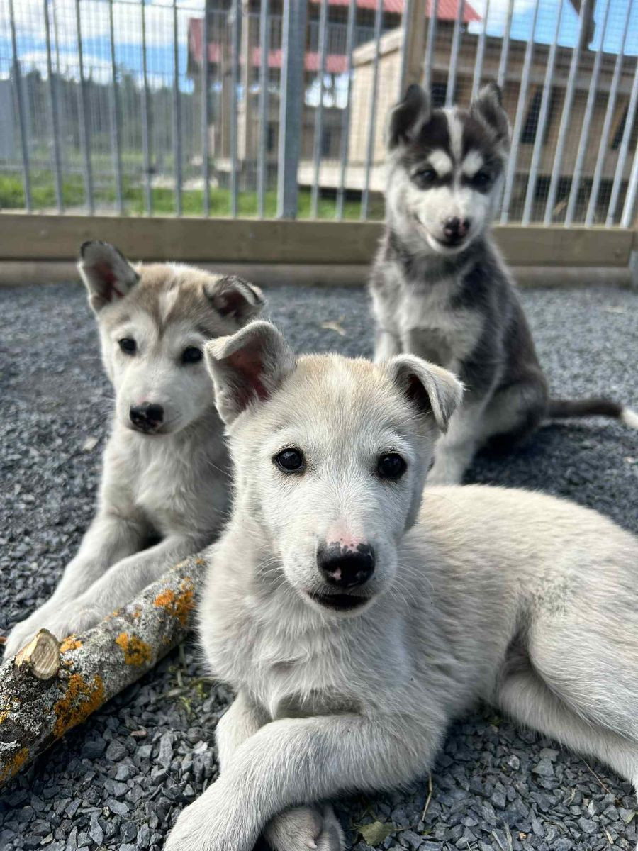 Siberian husky