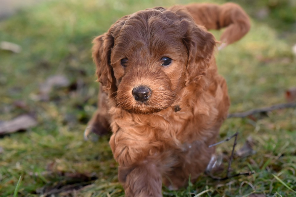 Labradoodle