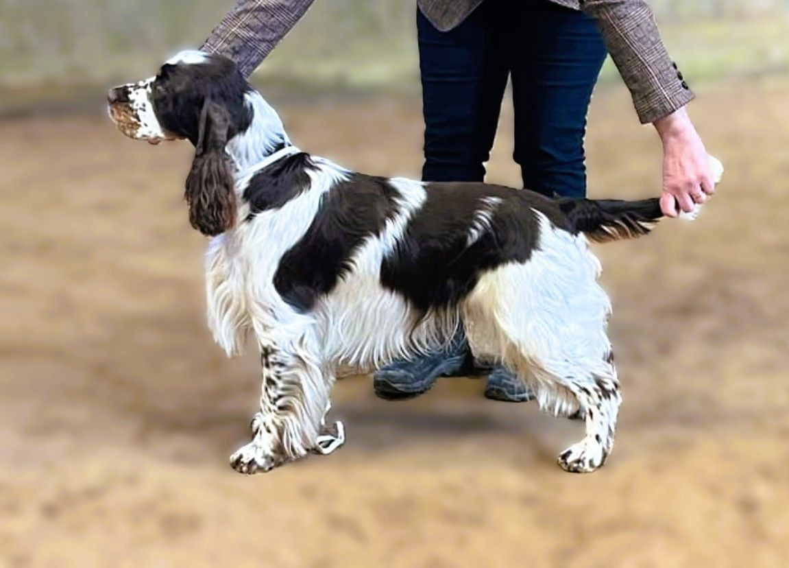 Passion Spaniels