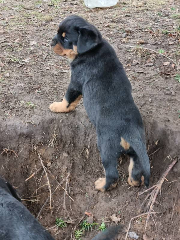 Balkan Iko’s Rottiss