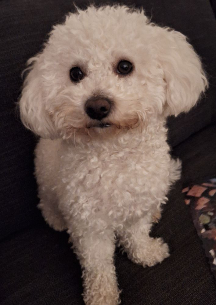 Bichonpoo