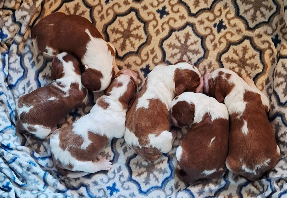 Welsh Springer Spaniel