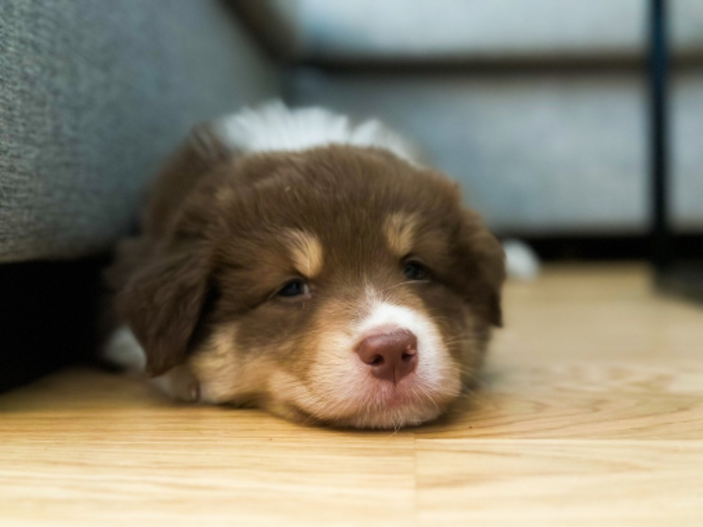 Australian Shepherd
