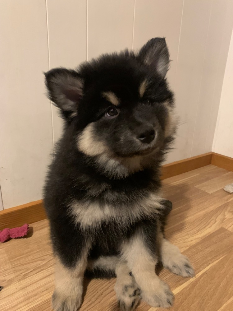 Finnish Lapphund