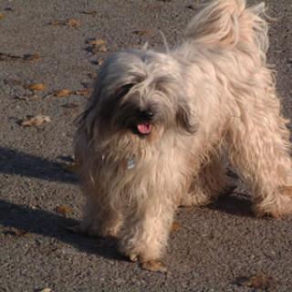 Tibetansk terrier