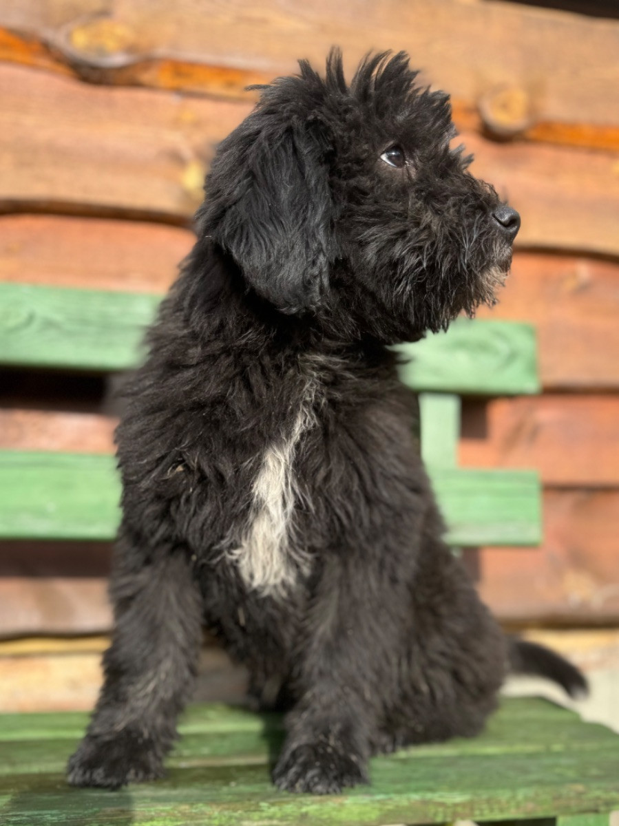 Isadoras Pudel och Cockerpoo