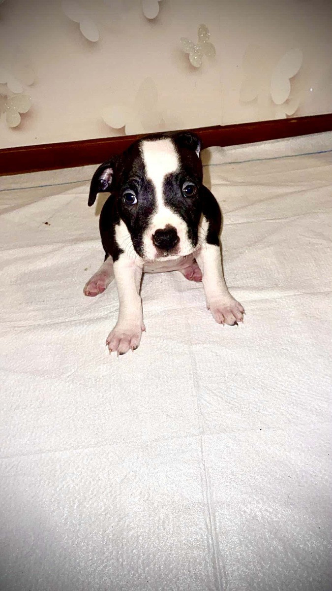 Pitbull · 2025-10-06 · Trelleborg · Daria M.