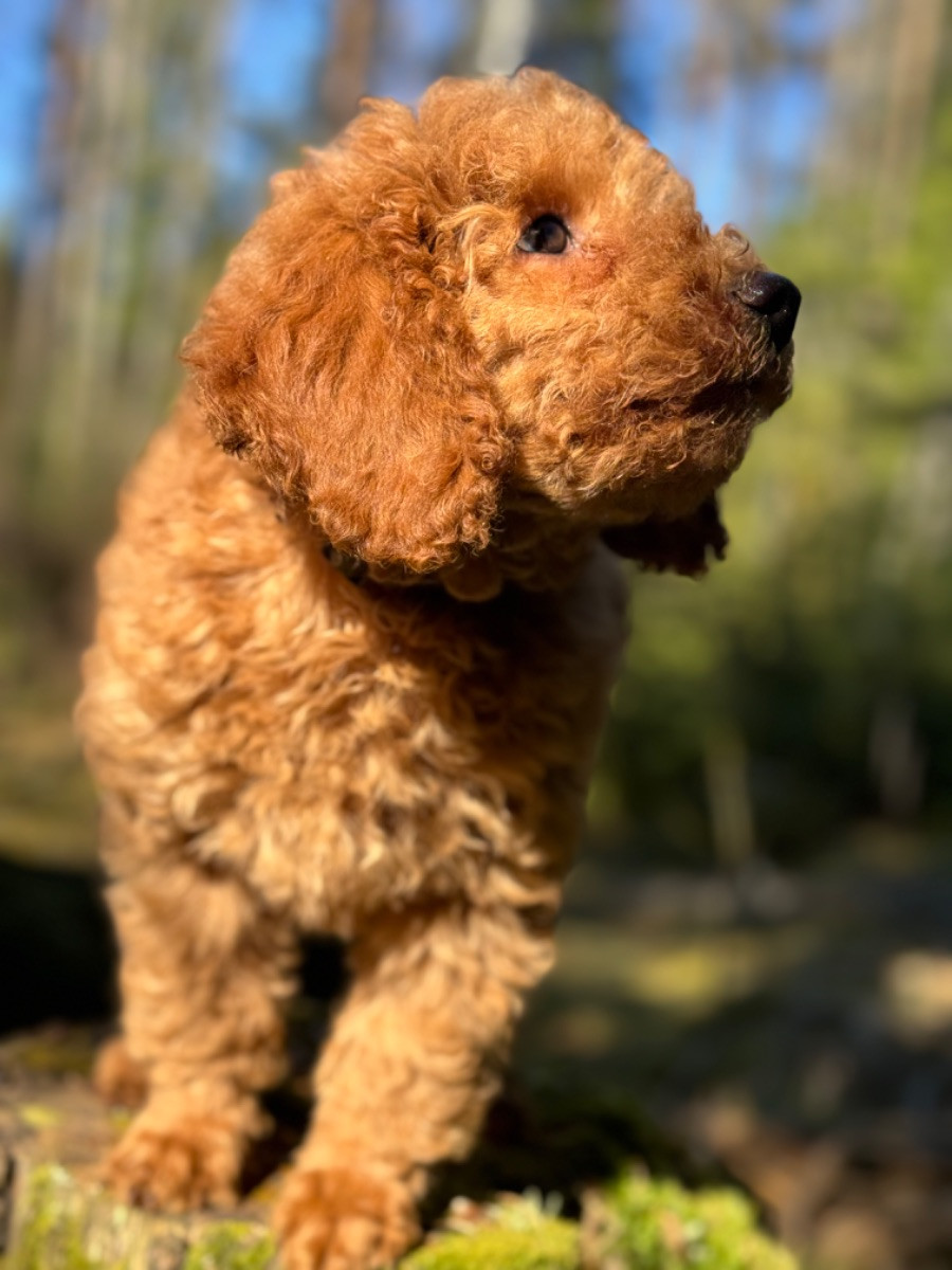 Isadoras Pudel och Cockerpoo