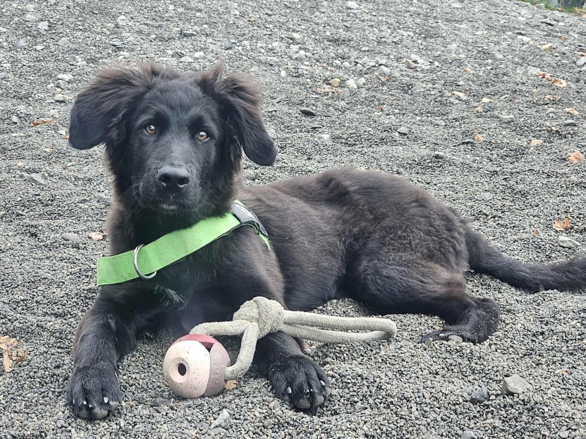 Schäfer, Leonberger, Berner senner · 2025-06-18 · Göteborg · Emelie H.