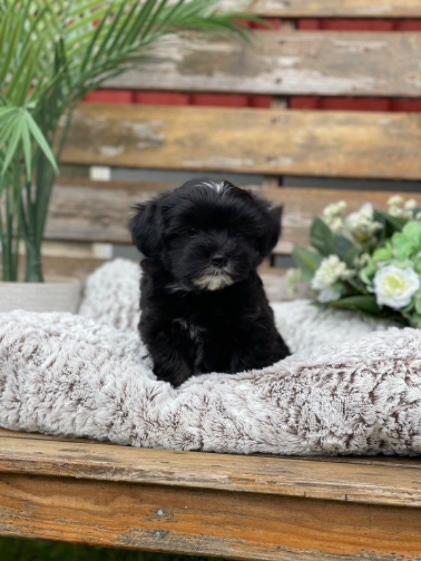 Massivus Angels kennel