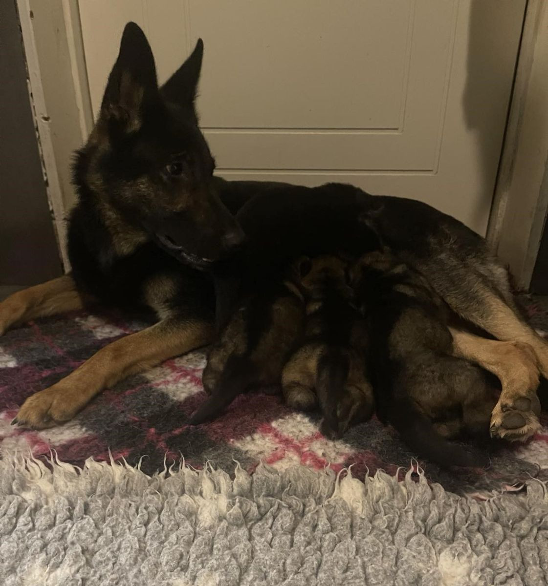 Kennel Snibor Anzi