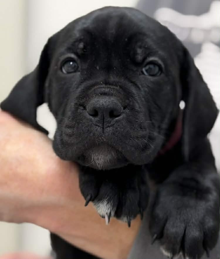 Cane Corso