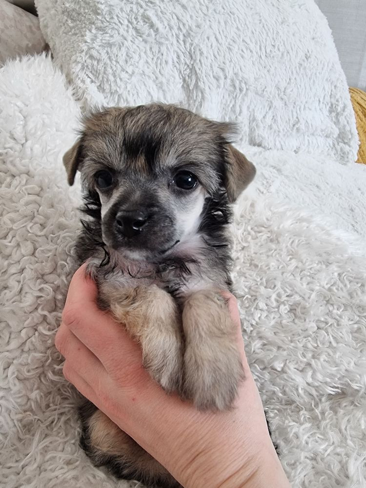 Myrnas Mignon Étoile