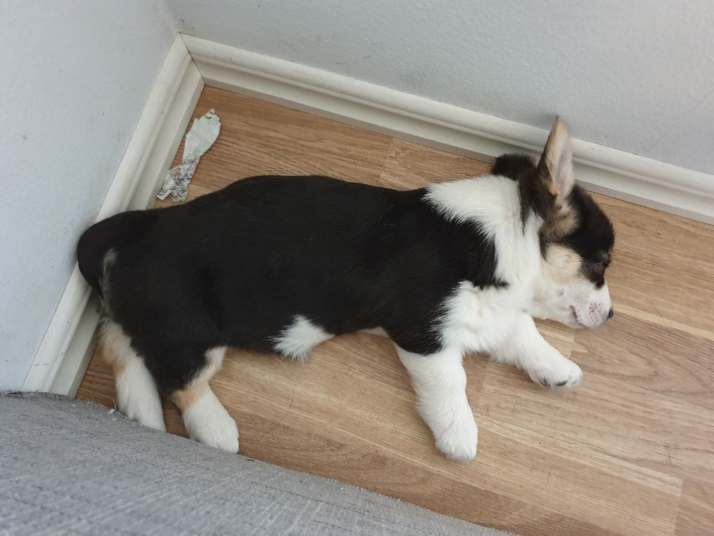 Sommarsäte