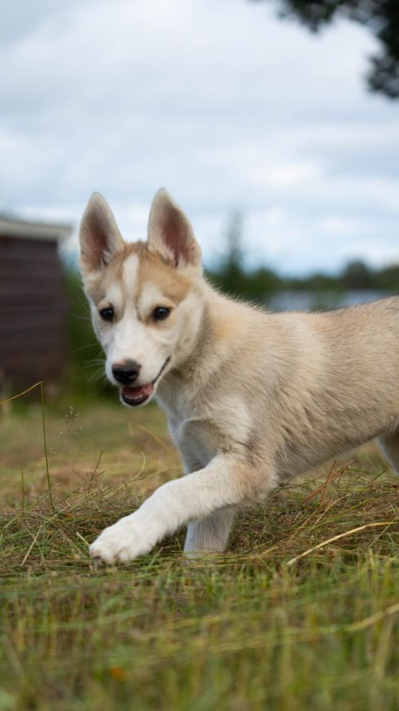 Siberian Husky