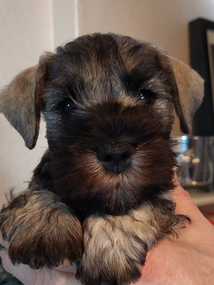 Schnauzerzone