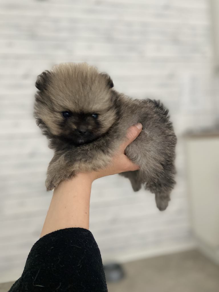 Bokgläntan's