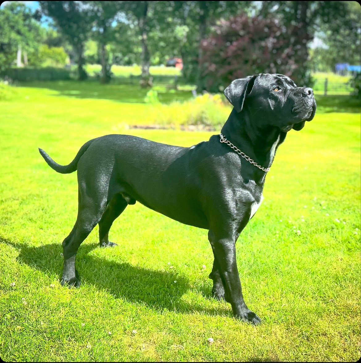 Dvärgpinscher
