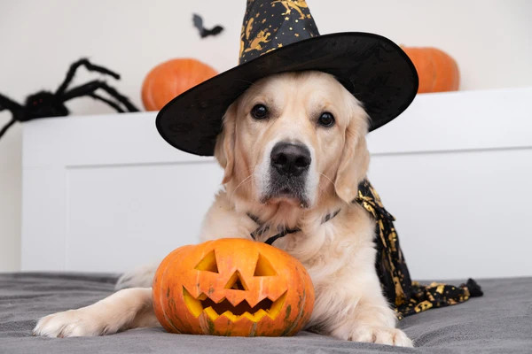 Halloween Can Be Dangerous for Dogs: How to Avoid Common Mistakes