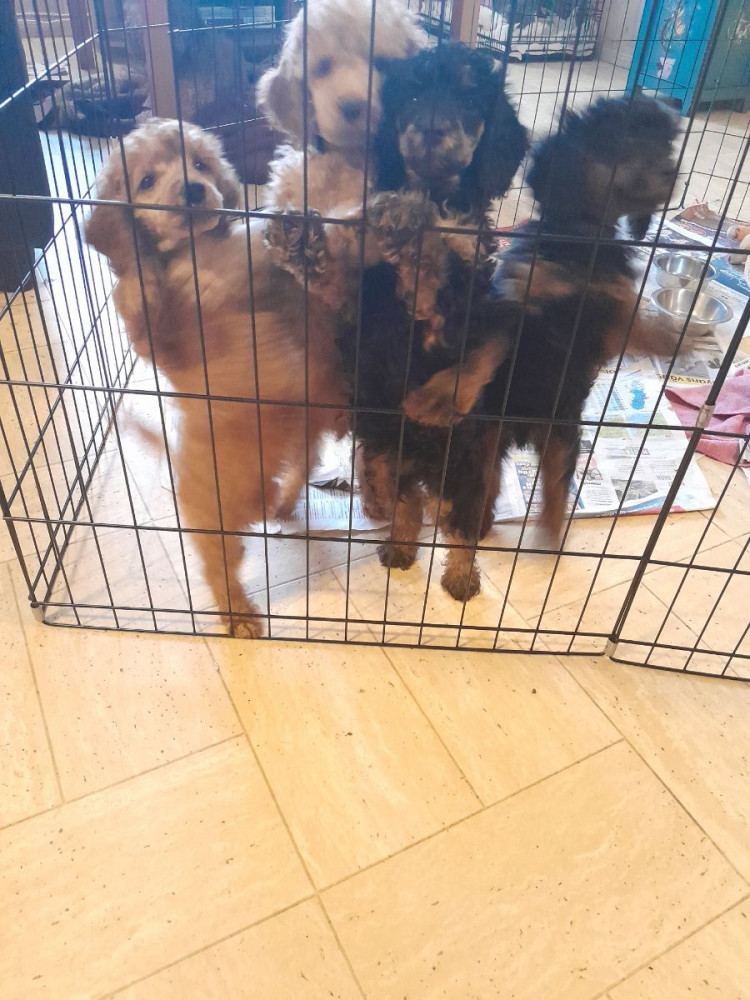 Medium Poodle
