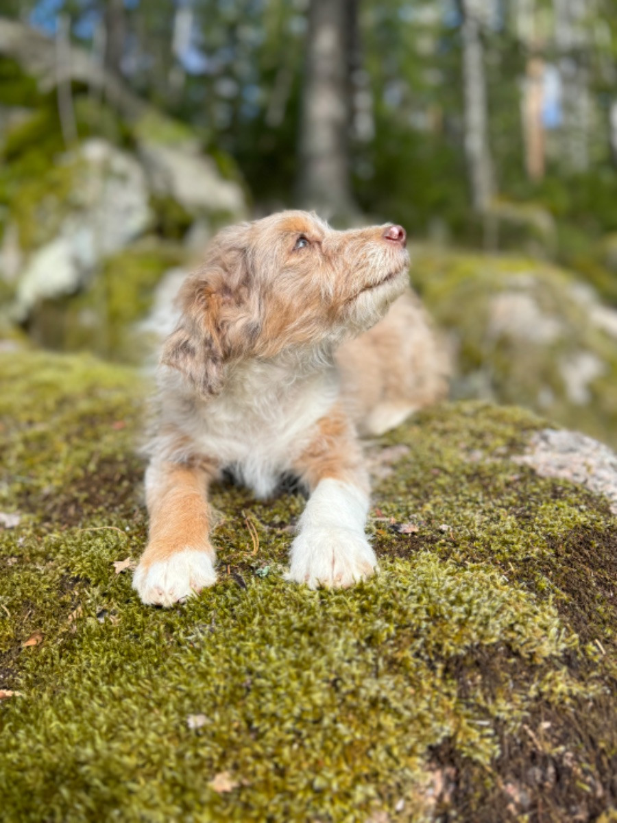 Isadoras Pudel och Cockerpoo