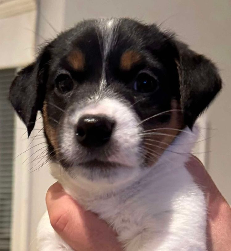 Jack Russell Terrier