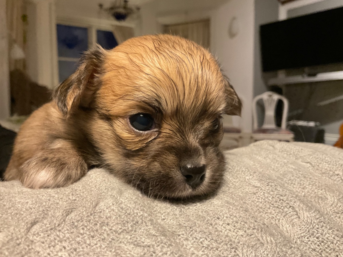 Chihuahua/Papillon · 2025-11-03 · Sandöverken · Carina B.